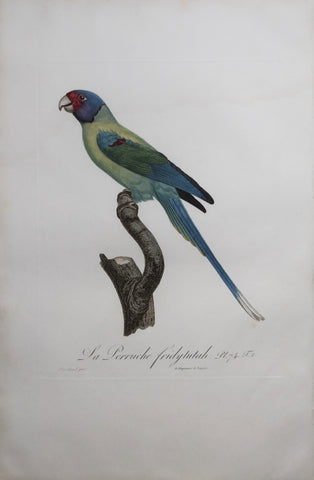 Jacques Barraband (1767-1809), La Perruche Fridytutah Pt 74