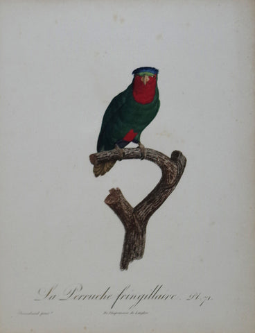Jacques Barraband (1767-1809), La Perruche fringillaire Pt 71