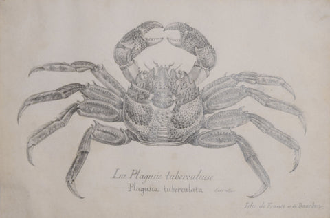 Christophe Paulin de la Poix de Freminville (1747-1848), La Plagusie tuberculeuse