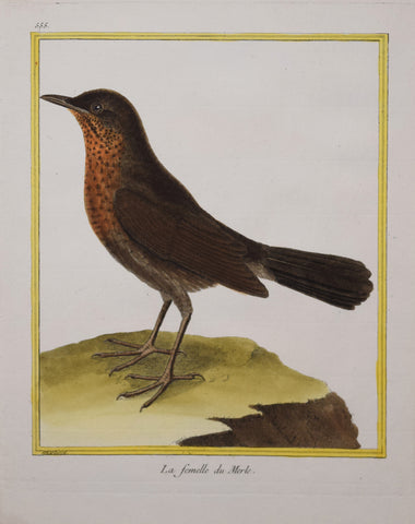 Francois Nicolas Martinet ( b. 1731), La femelle du Merle Pl 555