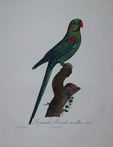 Jacques Barraband (1767-1809), La grande Perruche a collier Pt 30