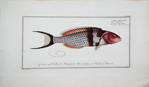 Marcus Elieser Bloch (1723-1799), Labrus Bifasciatus