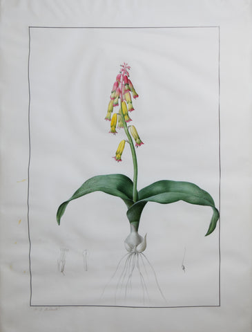 Pierre-Joseph Redouté (French, 1759-1840), Lachenalia tricolor, Lachenale tricolore