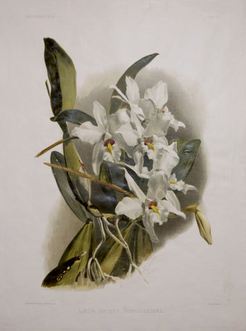 Henry Frederick Conrad Sander (1847-1920), Laelia Anceps Schroderiana