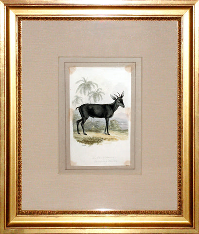 Samuel Howitt (British, 1765-1822) Lambing oolan [Black Goat]