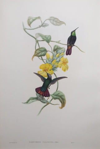 John Gould (1804-1881), Lampornis Calosoma
