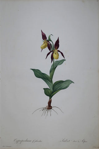 Pierre Joseph Redouté (1759-1840), Large Yellow Ladyslipper, Plate 19