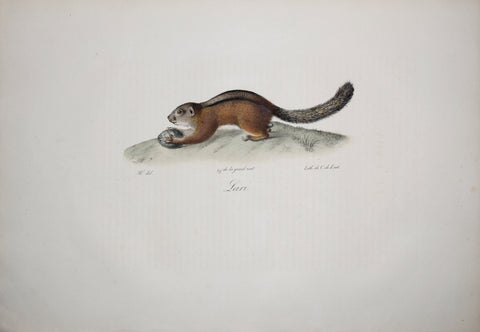 Frederic Cuvier (1769-1832) & Geoffroy Saint-Hilaire (1772-1844), Lari - Chipmunk