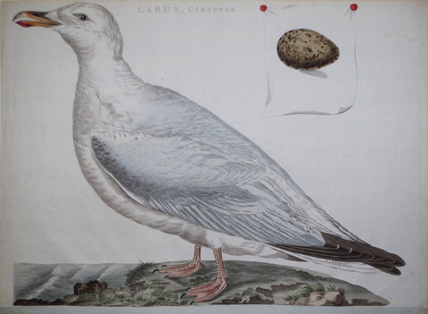 Cornelius Nozeman (1712-1786), Larus Cinereus