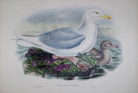 John Gould (1804-1881), Larus Glaucus