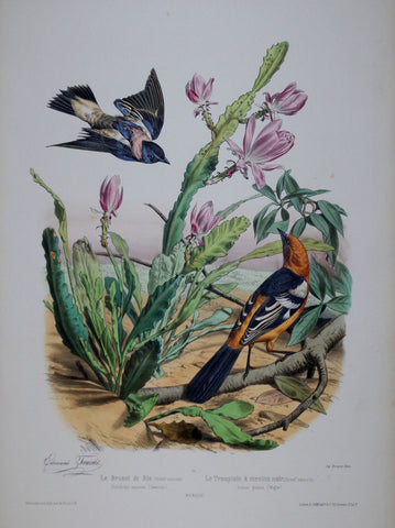 Edouard Travies (1809-1865), Le Bruant de Riz, Le Troupiale a menton noir Pl 63