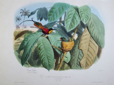 Edouard Travies (1809-1865), Le Colibri-topaze Pl 19