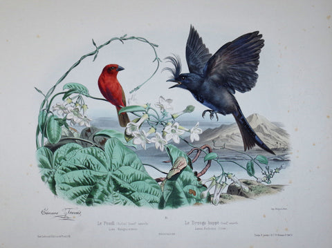 Edouard Travies (1809-1865), Le Foudi, Le Drongo huppe Pl 61