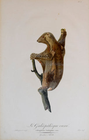 Jean-Baptiste Audebert (1759-1800) (artist and engraver), Le Galeopitheque varie
