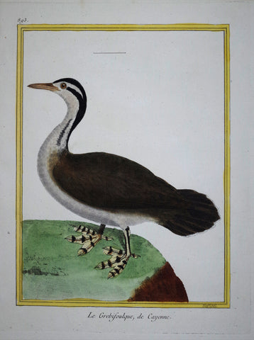 Francois Nicolas Martinet ( b. 1731), Le Grebifoulque, de Cayenne Pl 893