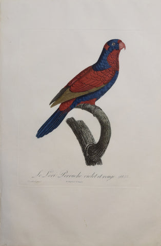 Jacques Barraband (1767-1809), Le Lori Perruche violet et rouge Pt 53