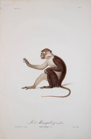 Jean-Baptiste Audebert (1759-1800) (artist and engraver), Le Mangabey Variete