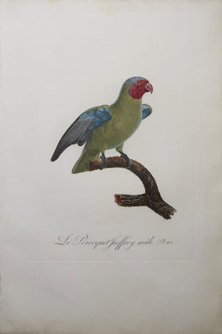 Jacques Barraband (1767-1809), Le Perroquet Jeoffroy Male Pt 112