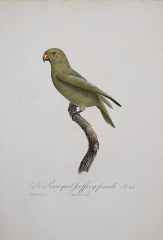 Jacques Barraband (1767-1809), Le Perroquet Jeoffroy Femelle Pt 113