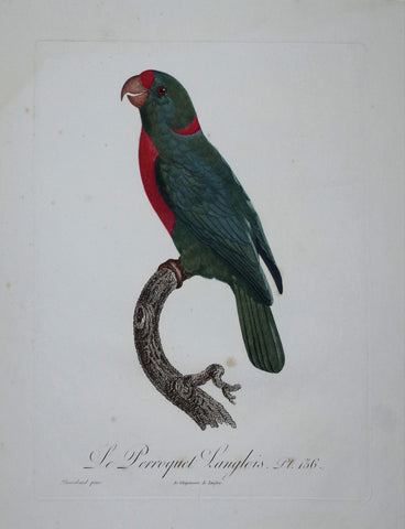 Jacques Barraband (1767-1809), Le Perroquet Langlois Pt 136