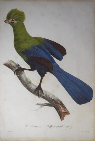 Jacques Barraband (1767-1809), Le Touraco Buffon male, Pl 17