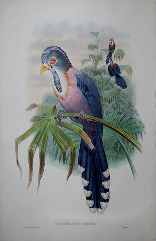 John Gould (1804-1881), Lepidogrammus Cumingi Pl. 429