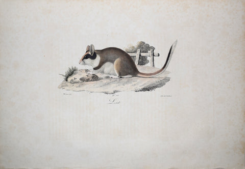 Frederic Cuvier (1769-1832) & Geoffroy Saint-Hilaire (1772-1844), Lerot - Garden Dormouse