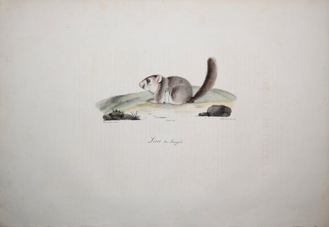 Frederic Cuvier (1769-1832) & Geoffroy Saint-Hilaire (1772-1844), Lerot du Senegal - Dormouse of Senegal