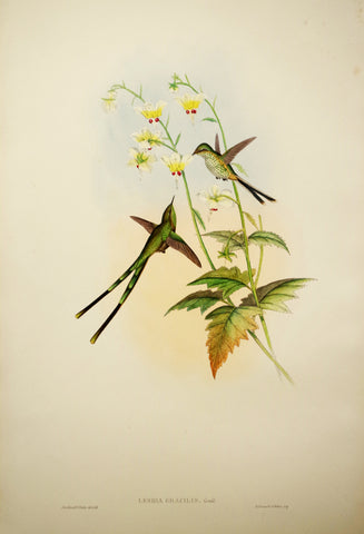 John Gould (1804-1881), Lesbia Gracilis