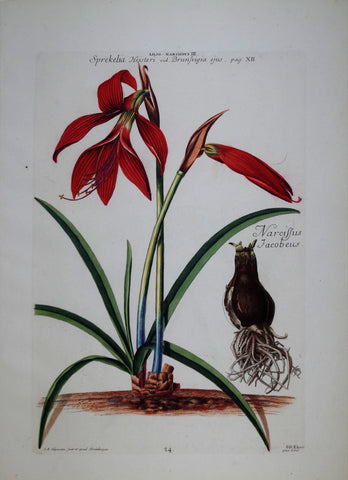 Georg Ehret (1708-1770), Lilio-narcissus III P24