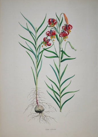 John Henry Elwes (1846-1922), Lilium Callosum