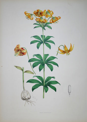 John Henry Elwes (1846-1922), Lilium Columbianum