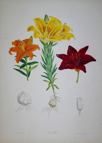 John Henry Elwes (1846-1922), Lilium Elegans