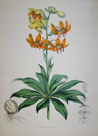 John Henry Elwes (1846-1922), Lilium Hansoni