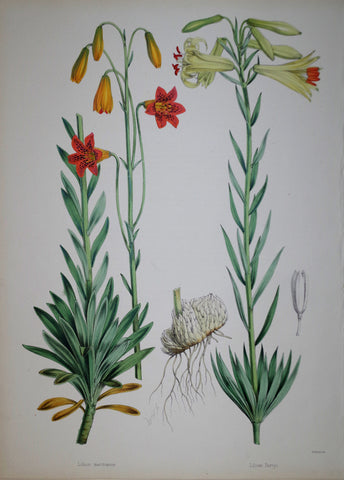 John Henry Elwes (1846-1922), Lilium Maritimum