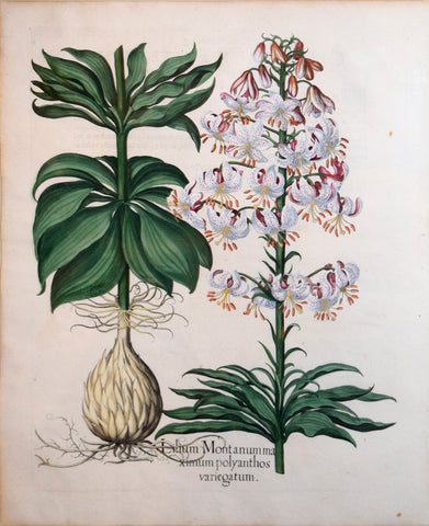 Basilius Besler (1561-1629), Lilium Montanum Maximum