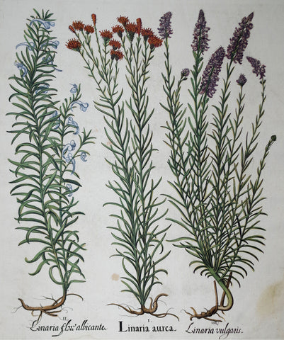 Basilius Besler (1561-1629), Linaria Aurea