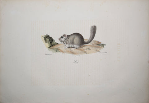 Frederic Cuvier (1769-1832) & Geoffroy Saint-Hilaire (1772-1844), Loir - Edible Dormouse