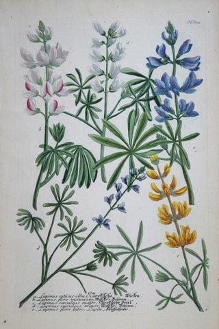 Johann Wilhelm Weinmann (died 1741), Lupinus sativus albus N674