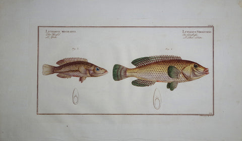 Marcus Elieser Bloch (1723-1799), Lutianus Rostratus