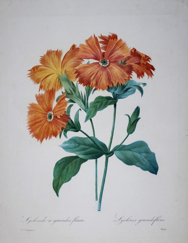 Pierre Joseph Redoute (1759-1840), Lychnide a grandes fleurs
