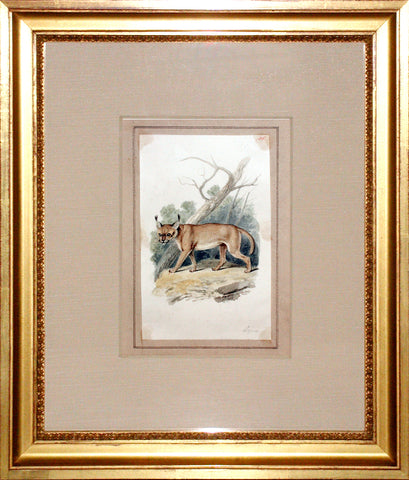Samuel Howitt (British, 1765-1822) Lynx