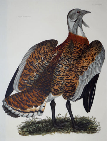 Prideaux John Selby (1788-1867), Male Bustard Plt LXIV