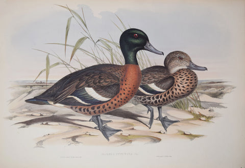 John Gould (1804-1881), Mareca Punctata, "Chestnut-Breasted Duck"
