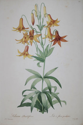 Pierre Joseph Redouté (1759-1840), Meadow Lily, Plate 301