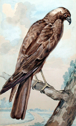 Abraham Meertens, (Dutch, 1747-1823) A Hawk or Harrier