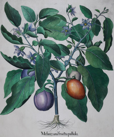 Basilius Besler (1561-1629), Melanzana fructupallido