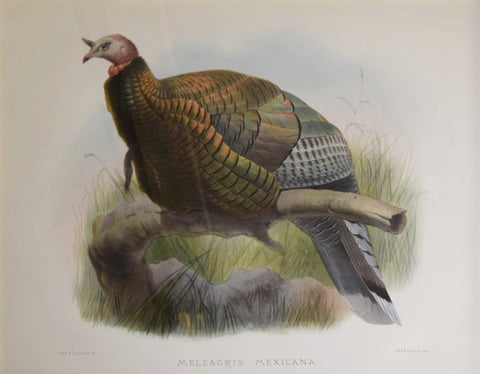 Daniel Giraud Elliot (1835-1915),  Meleagris Mexicana