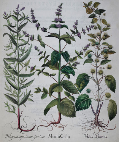 Basilius Besler (1561-1629), Mentha Crifpa -spearmint