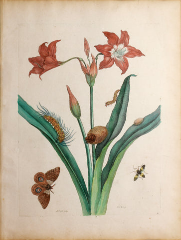 Maria Sibylla Merian (1647-1717), Plate 22